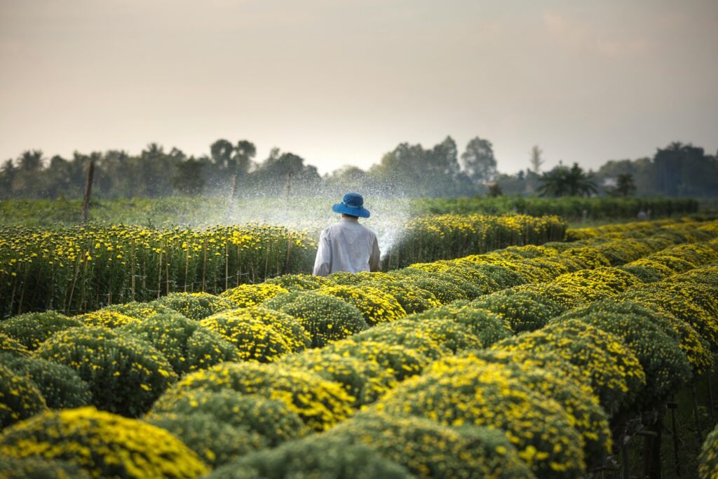 A farmer watering a vibrant field of yellow flowers under daylight in summer.