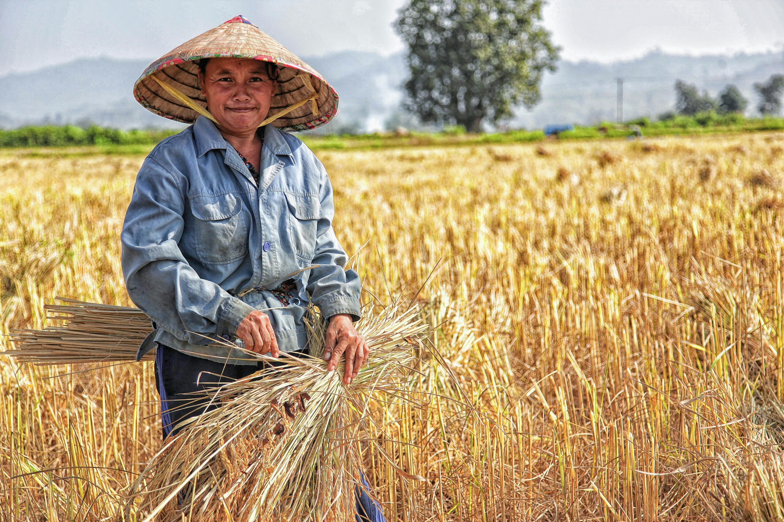 Smiling farmer harvesting wheat in a rural field. Traditional attire and straw hat worn under sunny skies.